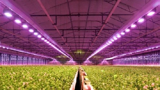 How Agriculture Industry Benefits from LED Grow Lights?